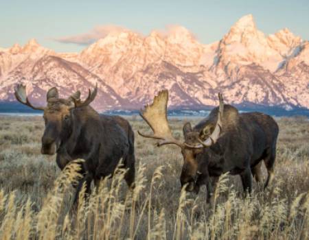 Moose in front of Tetons
